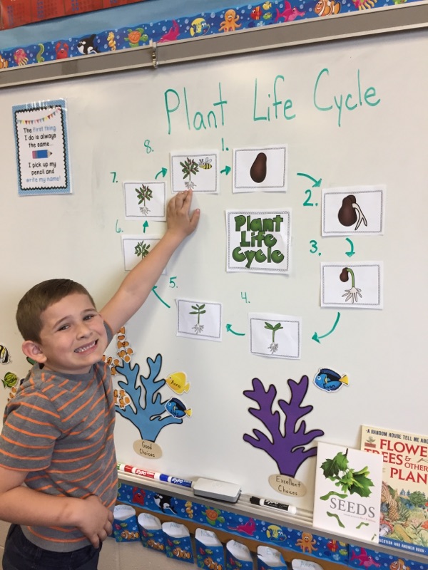 Darian Scott who is placing the last picture up on the board for our plant life cycle.