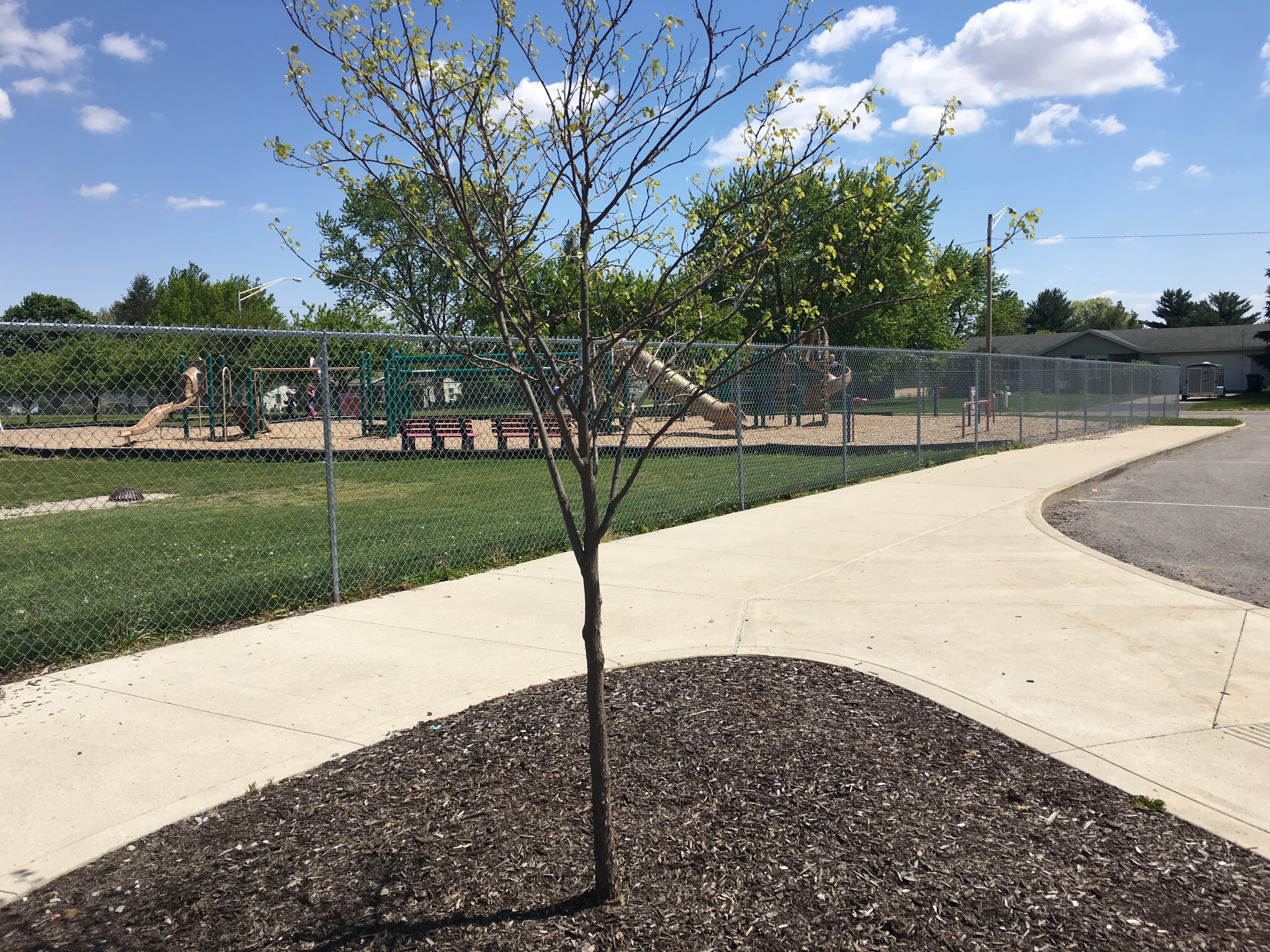 tree planted in Mr. Pickell's honor