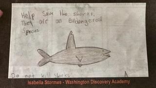 Design an Ad - Save the Sharks! WDA